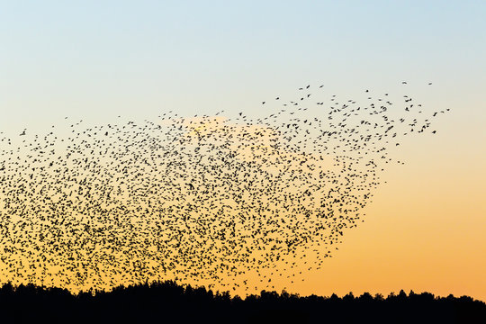 Twilight of the woods with a large flock of jackdaws in silhouette