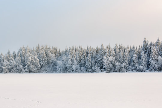 Winter coniferous forest with snow and frost from a frozen lake