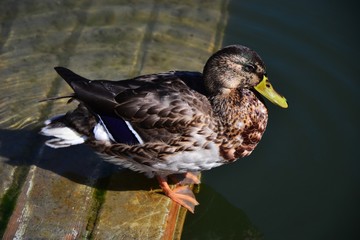  Duck