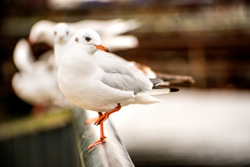 Black headed gulls on a railing of a river bridge
