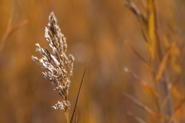 Fototapeta premium Wild Grasses