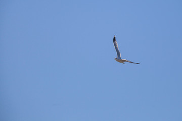 Gull