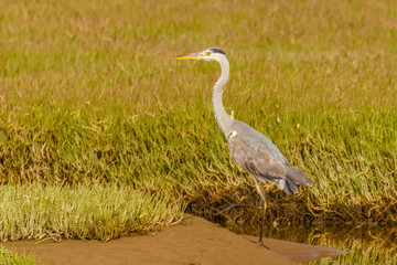 A grey heron ( Ardea Cinerea), Walvis Bay, Namibia.