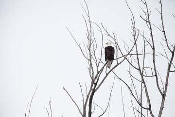 Perched Bald Eagle