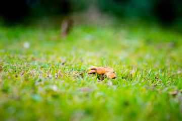 mushroom garden green