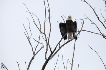Perched Bald Eagle