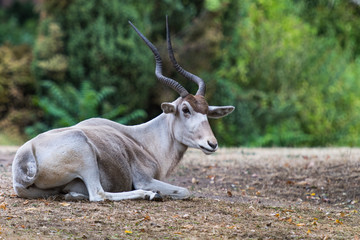 Addax nasomaculatus