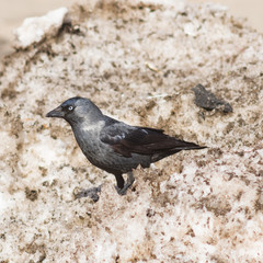 Jackdaw bird, Corvus monedula on old dirty snow, selective focus, shallow DOF