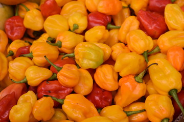 Closeup of colorful fresh habanero chilis