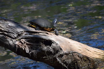Six Mile Cypress Slough, Fort Myers, Florida