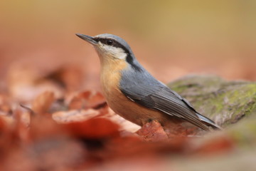 Obraz premium Eurasian nuthatch (Sitta europaea) sits on the ground. nuthatch in the nature habitat. Wildlife scene from fall forest.