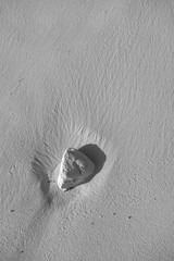 beautiful background texture of stone stuck in the sand of the Bavaro beach. Stone is washed up by salty water of Atlantic Ocean. And it has nice clean texture. Photo is monochrome