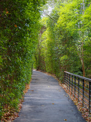 Obraz premium Walkway in the park with green trees along the side and a fence (Singapore Botanic Gardens)