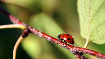 Coccinellidae (Ladybird, Ladybug, Lady beetle)