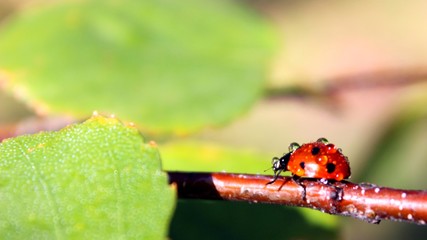 Coccinellidae (Ladybird, Ladybug, Lady beetle)