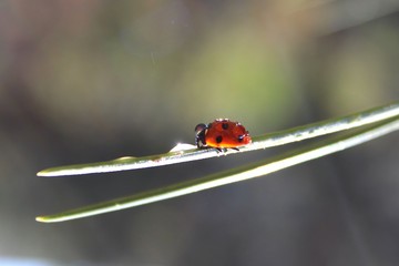 Coccinellidae (Ladybird, Ladybug, Lady beetle)
