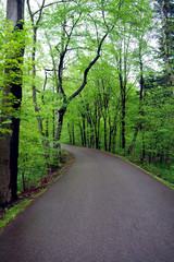 road in forest