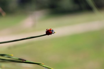 Coccinellidae (Ladybird, Ladybug, Lady beetle)