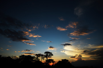 Trees silhouettes at sunset in Brazil