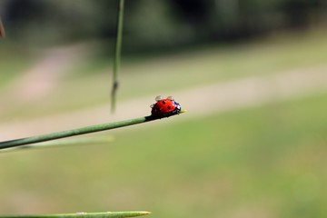Coccinellidae (Ladybird, Ladybug, Lady beetle)