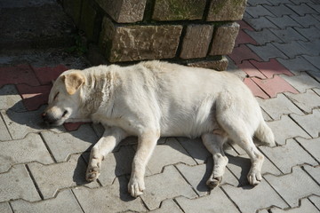 Stray Dog