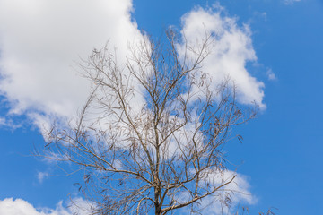 Tree branch of falling leaves empty branch abstract with clear blue sky for background.