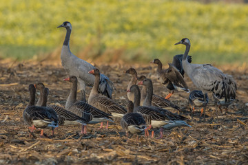 wildvögel