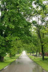 path in the park