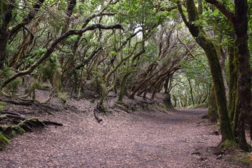 Beautiful laurel forest in the north of Tenerife in the Anaga Mountains