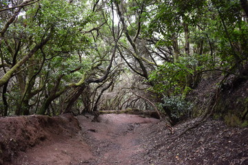 Beautiful laurel forest in the north of Tenerife in the Anaga Mountains