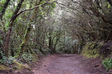 Beautiful laurel forest in the north of Tenerife in the Anaga Mountains