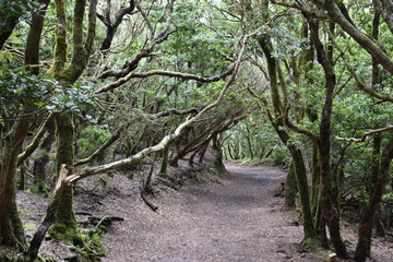 Beautiful laurel forest in the north of Tenerife in the Anaga Mountains