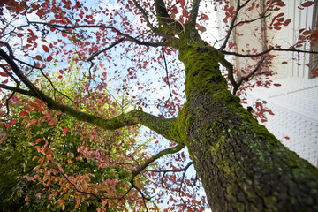 紅葉する木・街路樹