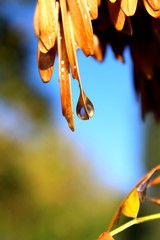 Helicopter seeds of the european or common ash (Fraxinus excelsior) with droplets of dew
