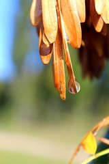 Helicopter seeds of the european or common ash (Fraxinus excelsior) with droplets of dew