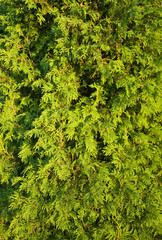 Fototapeta premium background of green leaves