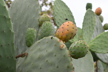 Closeup of green prickly pears in Tenerife, Europe