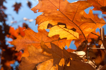 Fototapeta na wymiar autumn leaves on tree