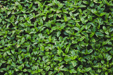 green leaves wall  texture background.