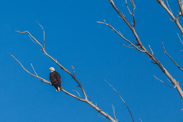 Bald Eagle perched