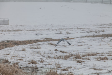 Great Blue Heron in Flight