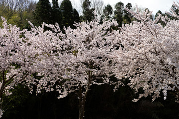 桜咲く里山の風景