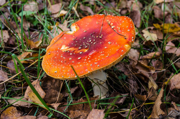 Fly agaric with red hat (poisonous mushroom)