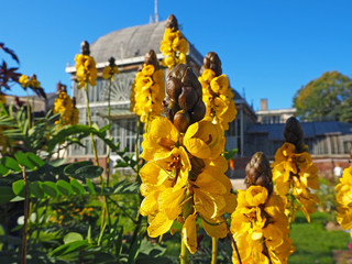 Senna didymobotrya is a species of flowering plant in the legume family known as African senna,...
