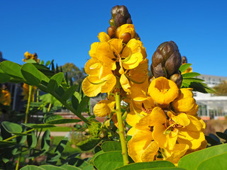 Senna didymobotrya is a species of flowering plant in the legume family known as African senna,...