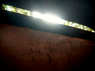 spiderweb in light