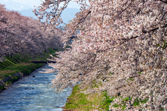 富山県朝日町・舟川べりの桜並木