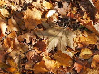 autumn leaves on ground