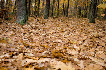 autumn in the forest