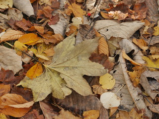 autumn leaves on ground